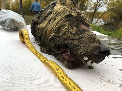 The head of an ancient wolf, discovered in the permafrost on the bank of the Tirekhtyakh river in the northern Siberian region of Yakutia.