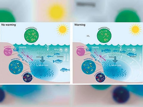 NYU Abu Dhabi researchers used computer modelling and simulation to show the causes of Arabian Sea dead zone expansion.