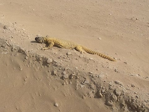 Locally known in Arabic as dhub, the spiny-tailed lizard was spotted just before the Eid holidays in the area of the Expo 2020 Dubai site where the East Car Park is being constructed.
Credit: Expo 2020 Dubai