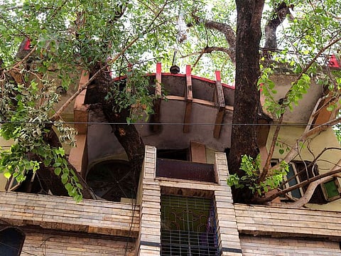 Branches of a peepal tree (sacred fig tree) are seen protruding from the Kesharwani family's house in Jabalpur, in the Indian state of Madhya Pradesh.
