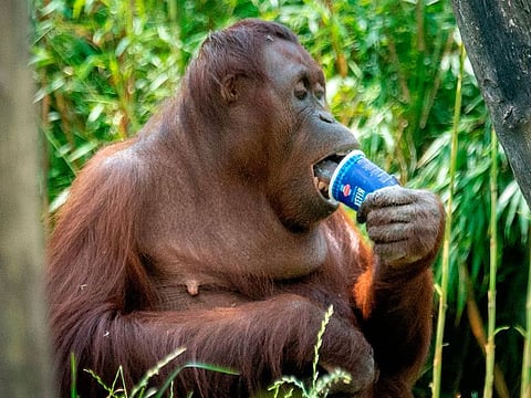 An orangutan eating a snack at an enclosure at the Schoenbrunn zoo in Vienna Austria.