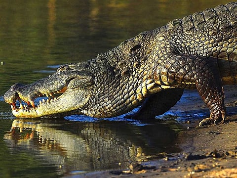The crocodile attack took place in Barangay (village) Sumbiling in Bataraza, Palawan. For illustrative purposes only.