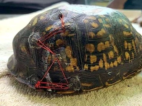 A turtle's shell fixed with bra clips