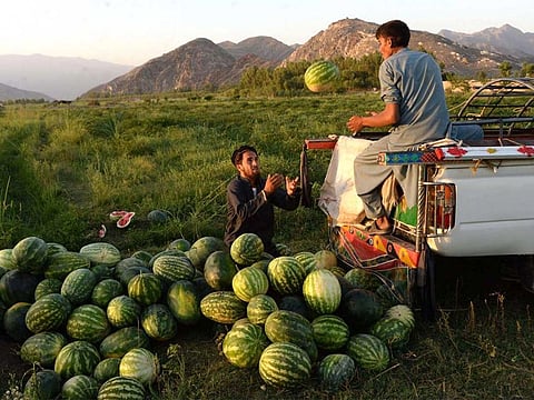 Loading watermelons on a truck outside Jalalabad
