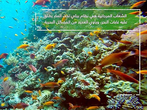 Abu Dhabi release new documentary series exploring the UAE’s protected areas