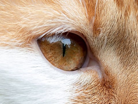 For illustrative purposes only