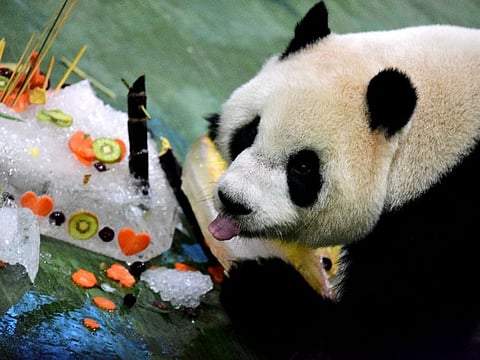 Yuanzai enjoying her 'ice' cake