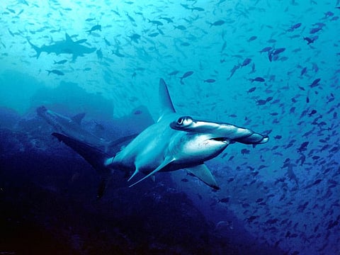 Hammerhead shark