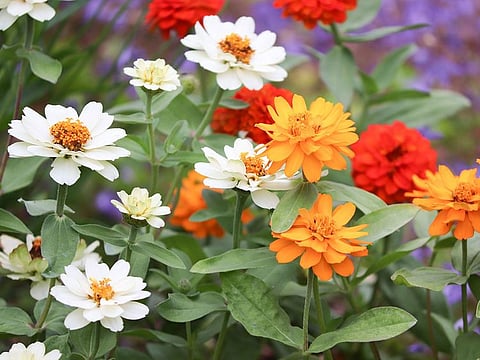 Flower garden. For illustrative purposes only.