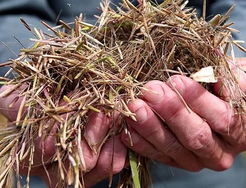 Rice so precious, it's called the caviar of grain