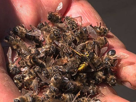 File photo: Bees are crucial to modern farming, as they significantly boost the yields of crops ranging from rapeseed to fruit trees via pollination.