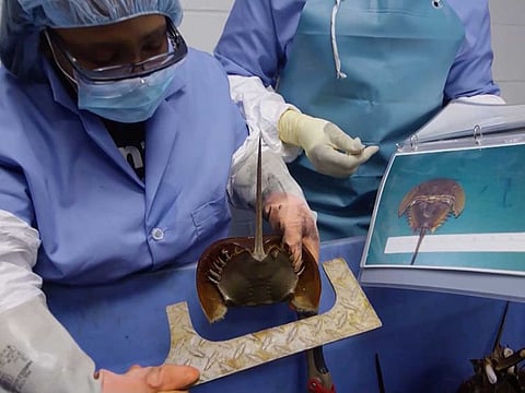 Technicians check the size of a horseshoe crab at a Lonza biotech facility in Walkersville, Maryland in an undated still image from video.