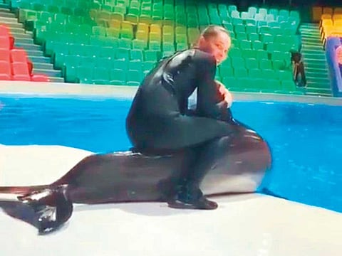 Regardless of whether it’s only for a few seconds, it’s wrong to ride a dolphin as shown in the picture above, an animal welfare expert says.