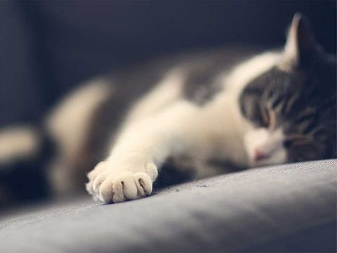 In the report, Stephen alleged that his neighbour not only shot the animal, but also made a meal out of her. For Illustrative purposes only.