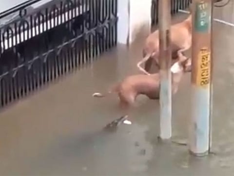 A video of one crocodile emerging from the flood to attack a dog went viral on social media