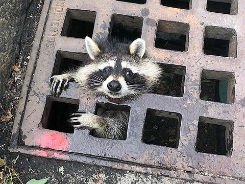 In this photo released by the Newton Fire department, a juvenile raccoon looks out from a grate after getting stuck in Newton, Massachusetts on August 1, 2019. The fire department was able to rescue the raccoon and free him from the grate.