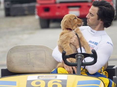 “Enzo” and Milo Ventimiglia in Twentieth Century Fox’s, 'THE ART OF RACING IN THE RAIN'