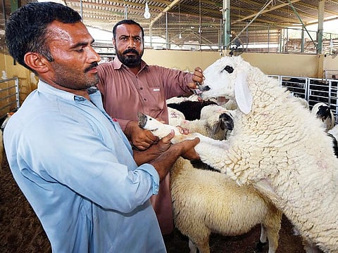 Customers inspect livestock ahead of Eid Al Adha on Wednesday at Dubai Cattle Market.