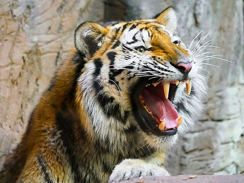 One tiger was beaten to death by the local people when the animal attacked a farmer. For illustrative purposes only.