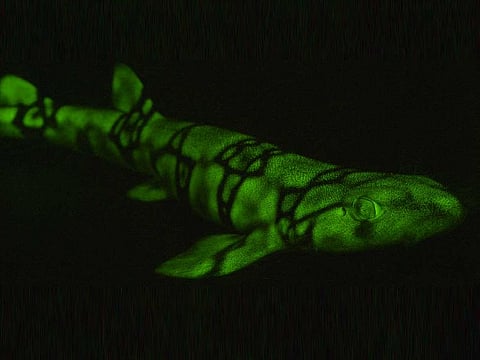 A glowing chain catshark at Scripps Canyon off the coast of San Diego California.
