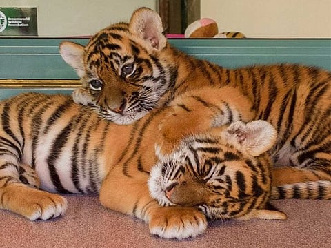The tiger cubs were found in a bathtub under a heat lamp in the apartment. For illustrative purposes only.