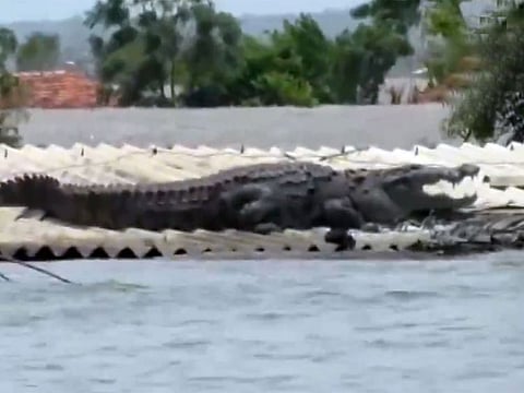 10-foot long crocodile swept by floods.