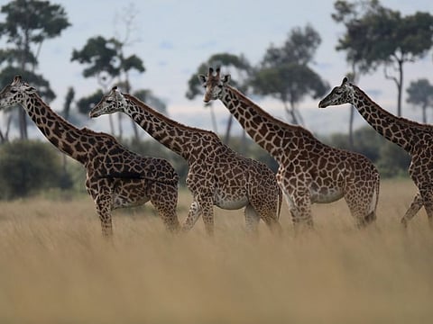 Giraffes are seen in Masai Mara National Reserve, Kenya, August 3, 2019