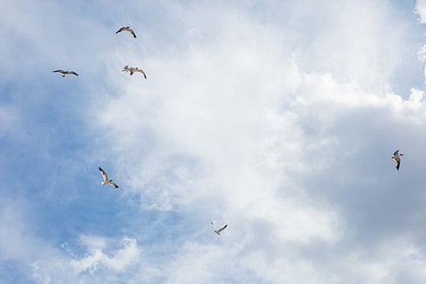 Seagulls fly overhead at the boardwalk in Ocean City on the Jersey Shore in New Jersey