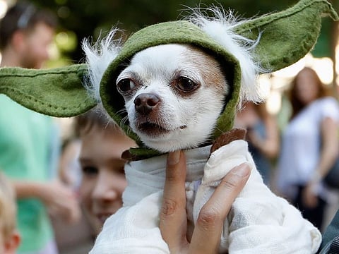 A dog dressed as Yoda from "Star Wars" won the cosplay costume contest award at Doggy Con in Woodruff Park.