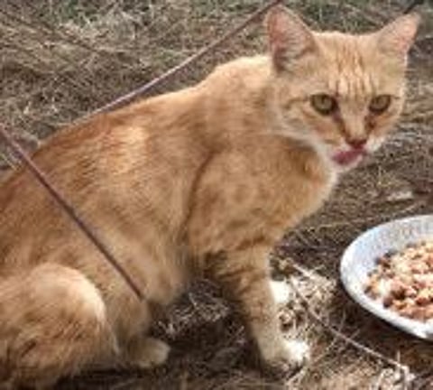 Give these mistreated and abandoned cats a forever home