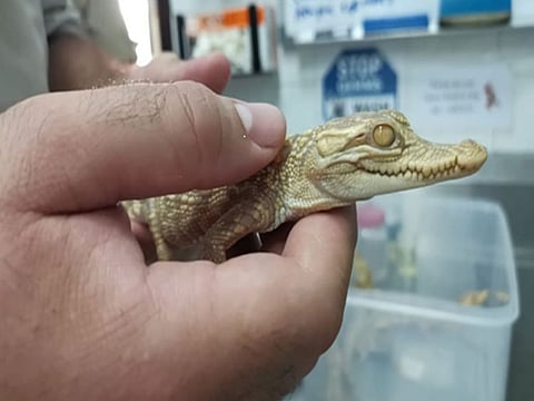 Sharjah busted a gang trying to smuggle crocodiles to the emirate. Siamese crocodile is being inspected.