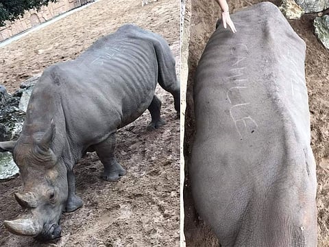A photograph of the 35-year-old female rhinoceros went viral