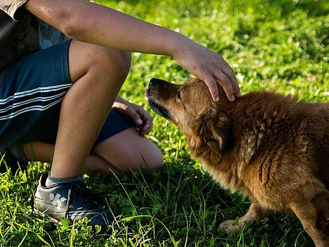 People who owned a pet were likely to report more physical activity.