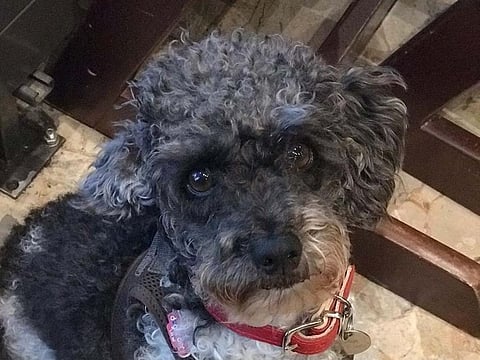 A three year old Toy Poodle has been missing in Sharjah since couple of days