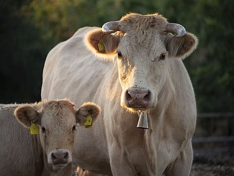 Photo for illustrative purposes