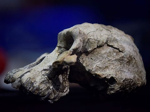 A picture taken on August 28, 2019 shows a 3.8 million-year-old skull of an early human, known as 'MRD' and belonging to the species Australopithecus anamensis, displayed during its presentation in Addis Ababa.