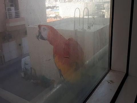 A Scarlet Macaw landed on a Dubai resident's window