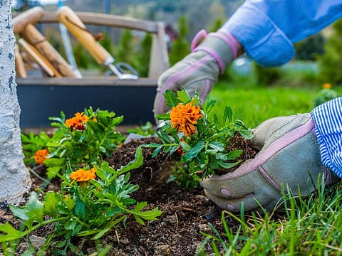 Off the Cuff: Gardeners learn to see time differently