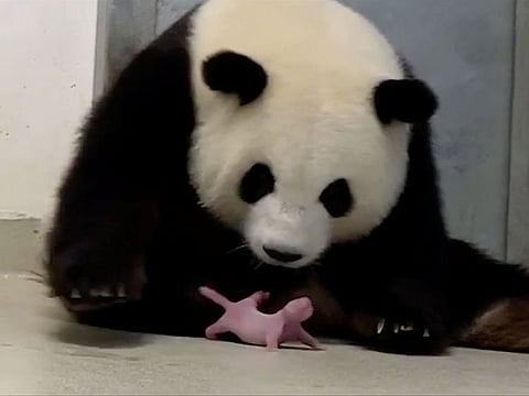 Panda Meng-Meng looks at one of her newborn twin cubs at Berlin Zoo, Berlin, Germany.