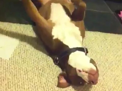 Is this the most dramatic dog in the world?