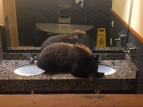 The sleeping black bear