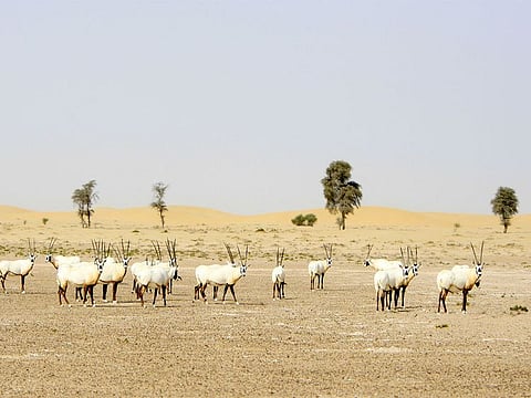 Species Survival Commission praised UAE's efforts revive species like the Arabian oryx and scimitar-horned oryx. Photo of the Arabian oryx at the Al Marmoom Conservation.