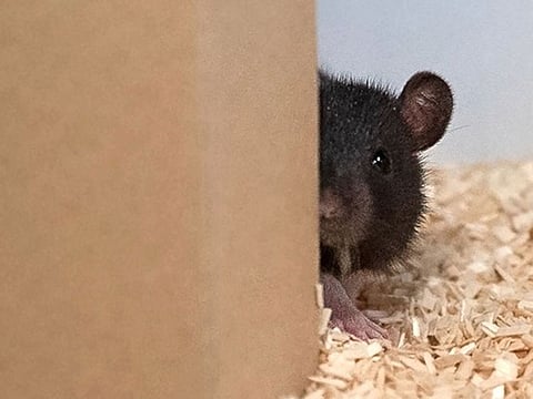 A rat plays hide-and-seek.