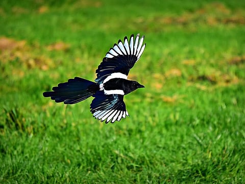 Magpie. Photo for illustrative purposes