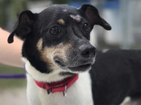 A file photo of Zippy share by @WFLAJohn on twitter