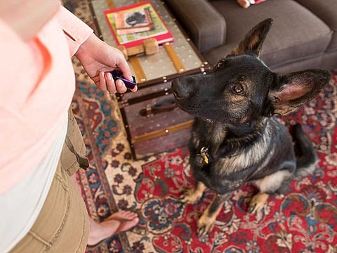 A German Shepherd being trained with a clicker, which makes a sound that lets the dog know that a food reward is coming.