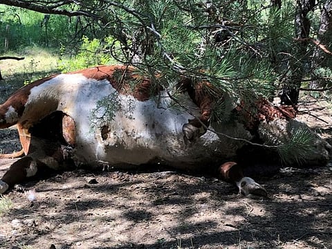 A Hereford bull lies dead in Burns, Oregon, one of five apparently healthy bulls that were found dead and with sex organs and tongues removed.