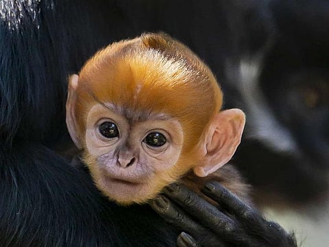 This handout picture taken on October 2, 2019 and released by Sydney's Taronga Zoo on October 4 shows a newly-born male Francois' Langur, one of the world's rarest monkeys, staying close to his mother at the Taronga Zoo in Sydney.