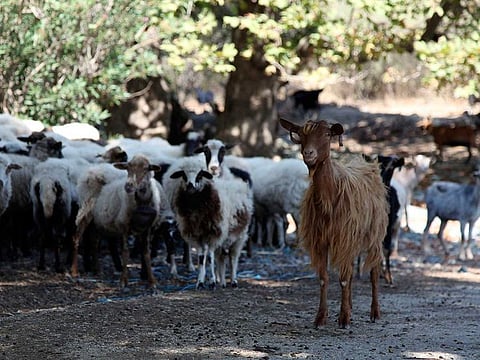 The ERC distributed sacrificial meat among more than half a million underprivileged people around the world. Photo for illustrative purpose only
