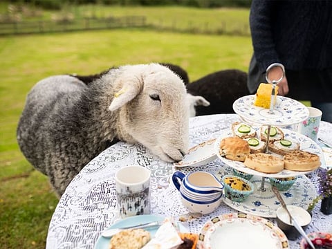 Tea with Naughty Sheep in the UK